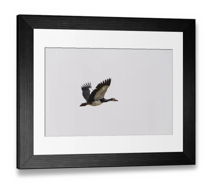 Framed Print : Spur-winged Goose (Plectropterus gambensis)
