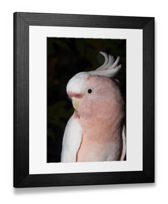 Framed Print : Inca cockatoo (Cacatua leadbeateri)
