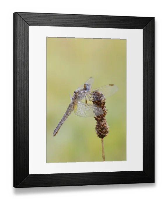 Framed Print : Scarlet Dragonfly (Crocothemis erythraea) Framed Print : Scarlet Dragonfly (Crocothemis erythraea)
