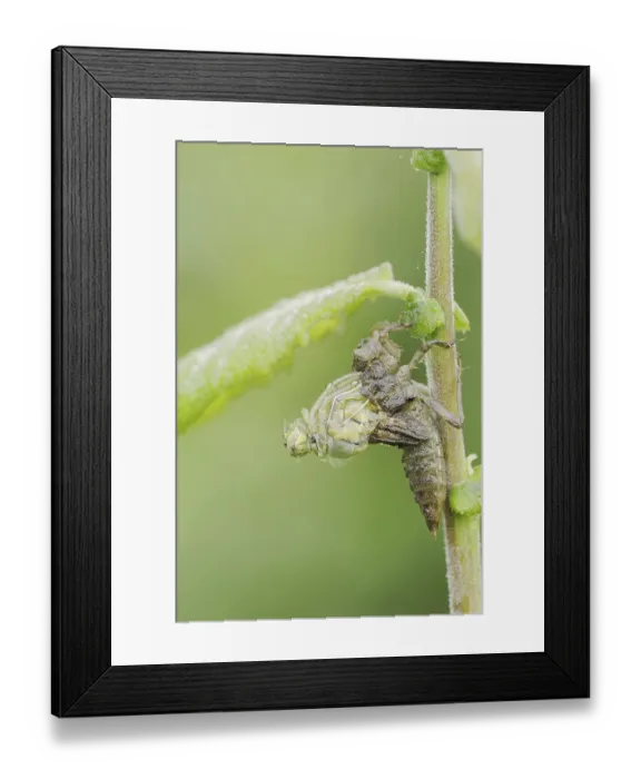Framed Print : Black-tailed Skimmer (Orthetrum cancellatum)