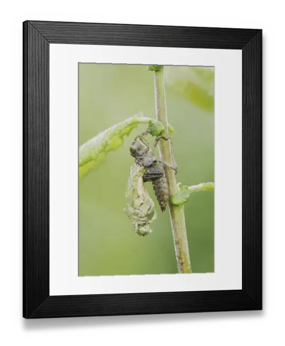 Framed Print : Black-tailed Skimmer (Orthetrum cancellatum) Framed Print : Black-tailed Skimmer (Orthetrum cancellatum)