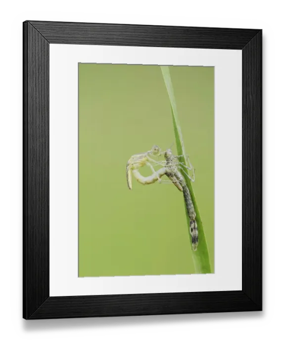Framed Print : Willow Emerald Damselfly (Chalcolestes viridis) hatching Framed Print : Willow Emerald Damselfly (Chalcolestes viridis) hatching
