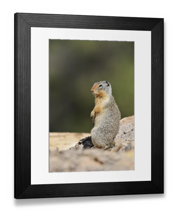 Framed Print : Columbia ground squirrel (Urocitellus columbianus) Framed Print : Columbia ground squirrel (Urocitellus columbianus)