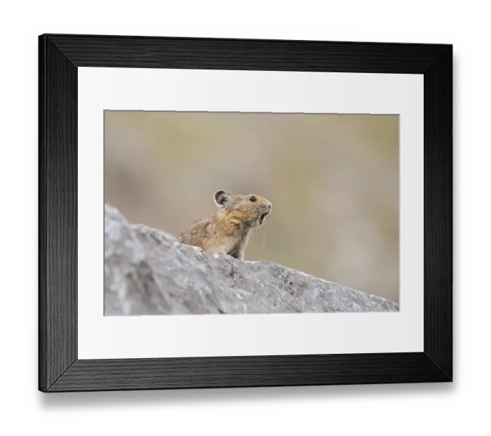 Framed Print : American pika (Ochotona princeps) sits calling on a rock