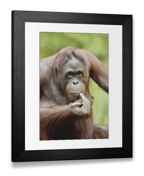 Framed Print : Bornean orangutan (Pongo pygmaeus)