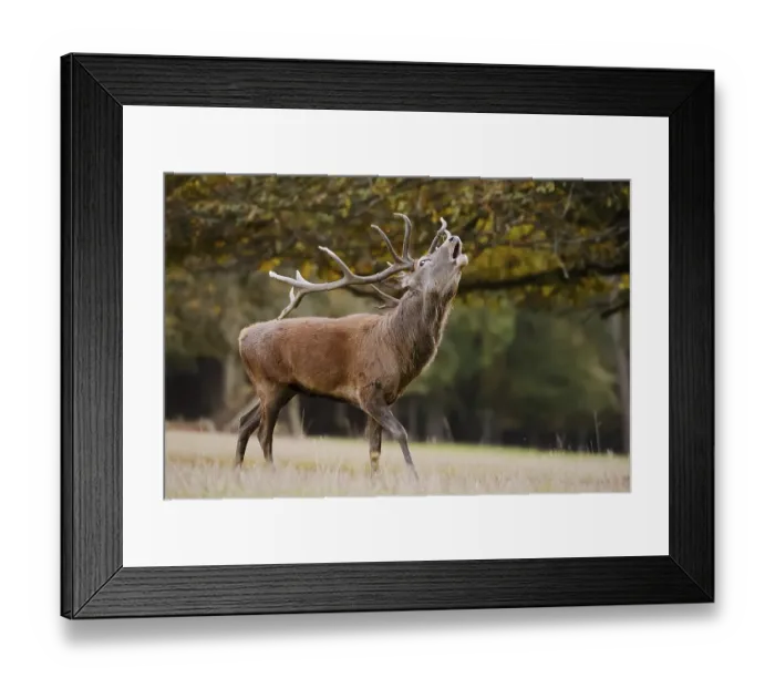 Framed Print : Red deer (Cervus elaphus), stag roaring Framed Print : Red deer (Cervus elaphus), stag roaring