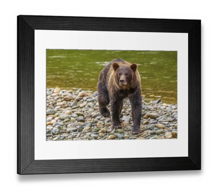 Framed Print : A wet grizzly bear (Ursus arctos) walking along a riverbank