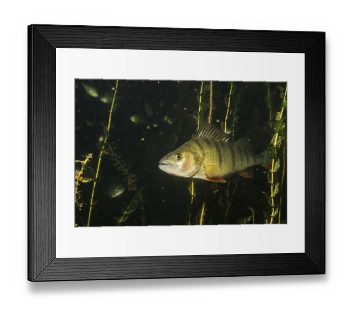 Framed Print : European perch (Perca fluviatilis) Framed Print : European perch (Perca fluviatilis)