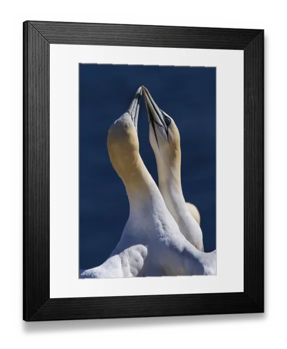 Framed Print : Northern gannet (Morus bassanus) Framed Print : Northern gannet (Morus bassanus)
