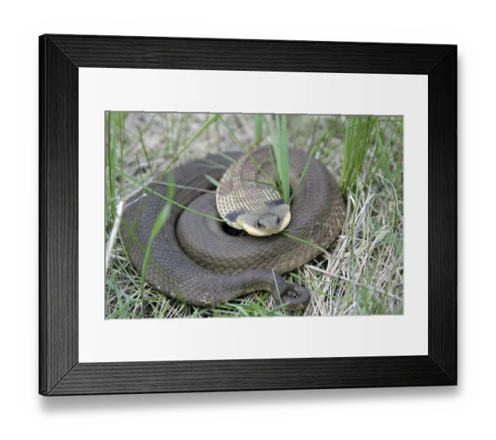Framed Print : Eastern hog-nosed snake (Heterodon platirhinos) coiled up in grass