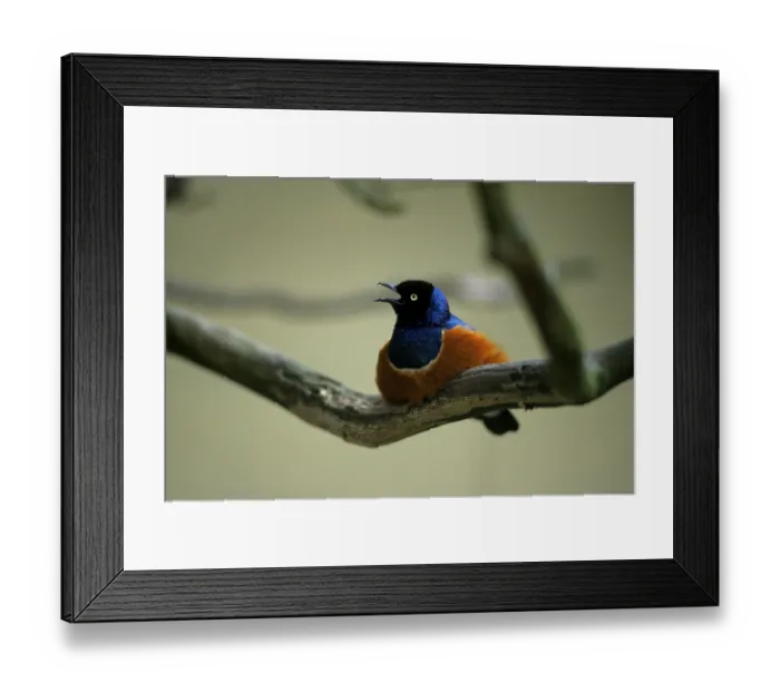 Framed Print : Superb starling (Lamprotornis superbus)