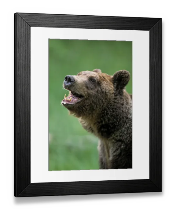 Framed Print : Grizzly bear (Ursus arctos horribilis)