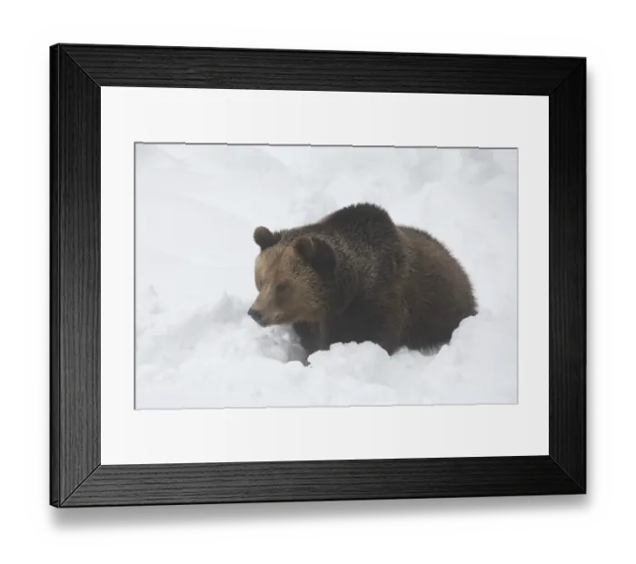 Framed Print : Brown bear in the snow Framed Print : Brown bear in the snow