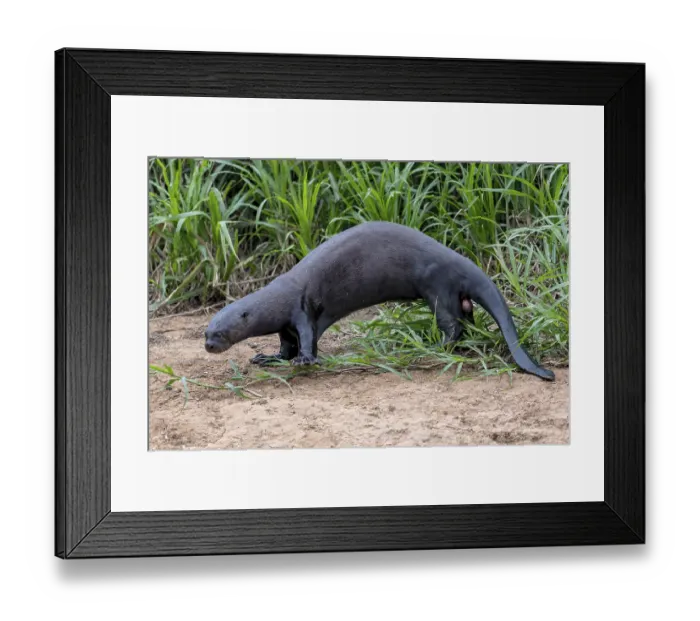 Framed Print : Giant otter (Pteronura brasiliensis)