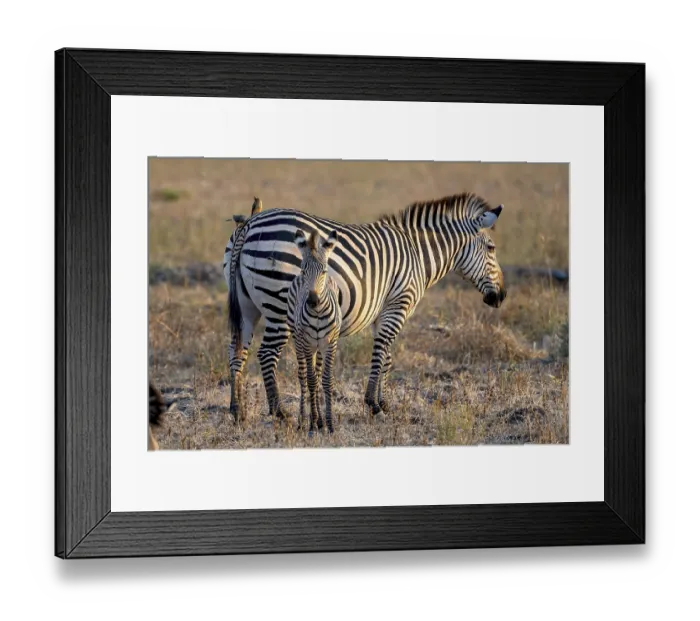 Framed Print : Plains Zebra of the subspecies crawshay's zebra (Equus quagga crawshayi) Framed Print : Plains Zebra of the subspecies crawshay's zebra (Equus quagga crawshayi)