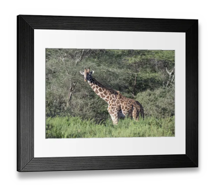 Framed Print : Masai giraffe (Giraffa tippelskirchi)