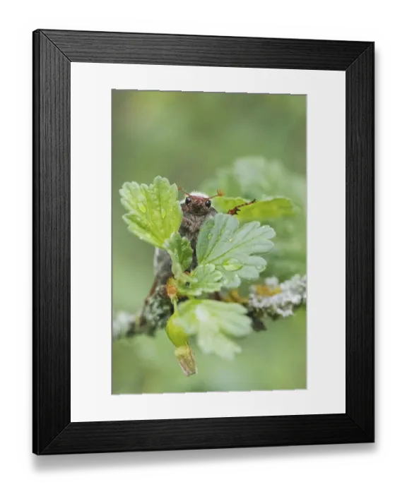 Framed Print : Cockchafer (Melolontha melolontha) peeping out from behind leaf Framed Print : Cockchafer (Melolontha melolontha) peeping out from behind leaf