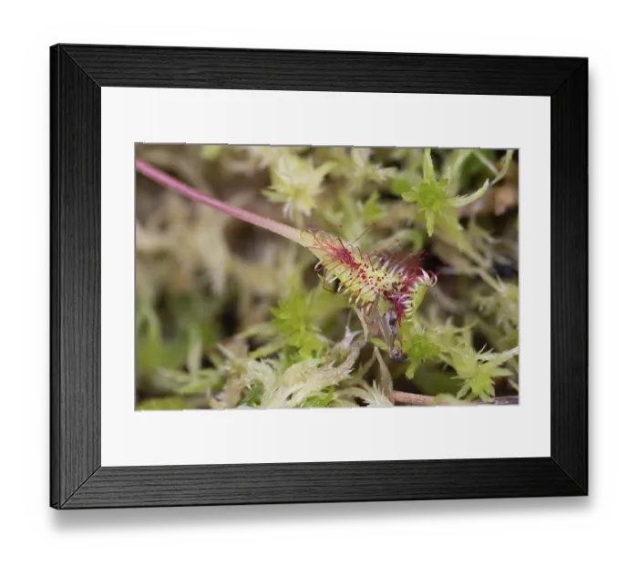 Framed Print : English sundew (Drosera anglica)