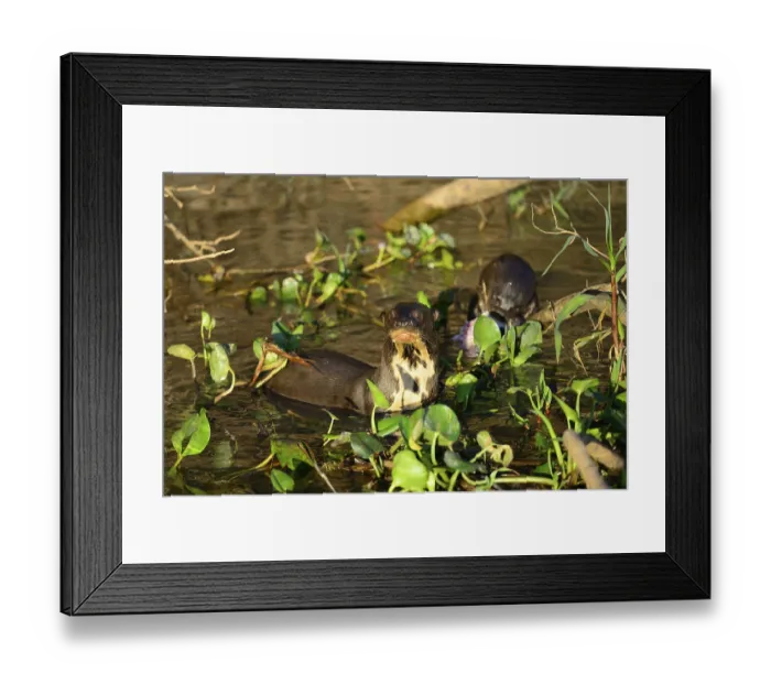 Framed Print : Giant otter (Pteronura brasiliensis) on the banks of the Rio Sao Lourenco Framed Print : Giant otter (Pteronura brasiliensis) on the banks of the Rio Sao Lourenco