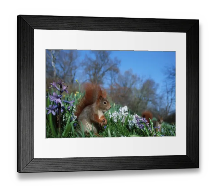 Framed Print : Red Squirrel in spring, Germany (Sciurus vulgaris)