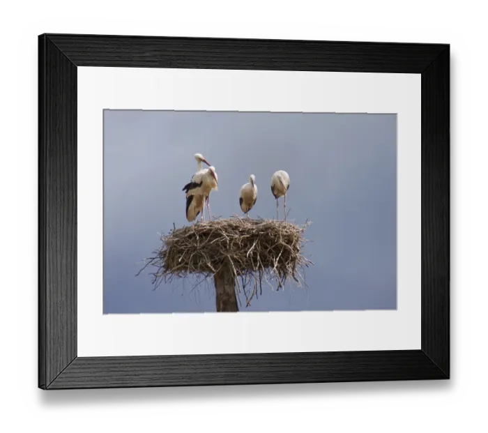 Framed Print : Stork's Nest Stork's Nest
