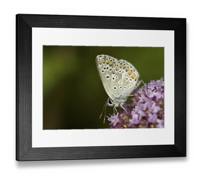 Framed Print : Small sunflower blue