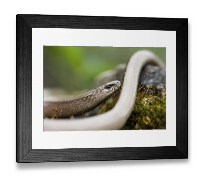 Framed Print : blindworm - (Anguis fragilis)