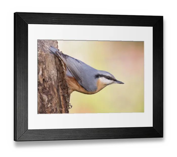 Framed Print : Nuthatch