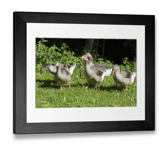 Framed Print : domestic gooses