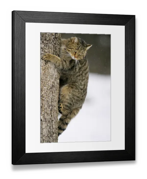 Framed Print : Wildcat (Felis silvestris) Enclosure / Zoo Framed Print : Wildcat (Felis silvestris) Enclosure / Zoo