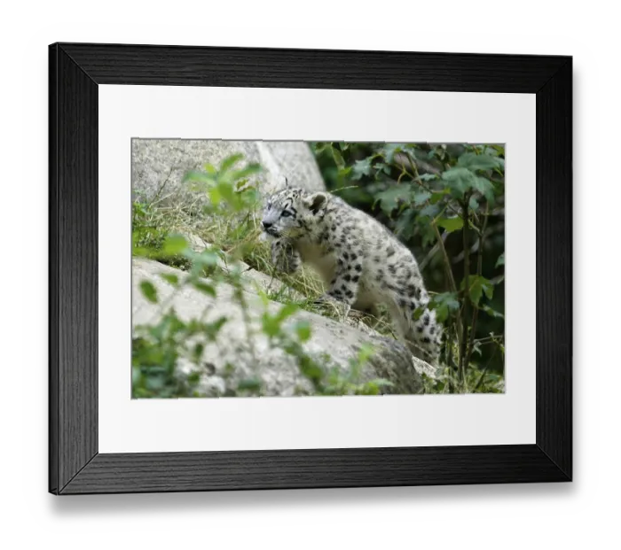 Framed Print : Snow leopard (Panthera) ave crux spes unica (Unica unica) unica
