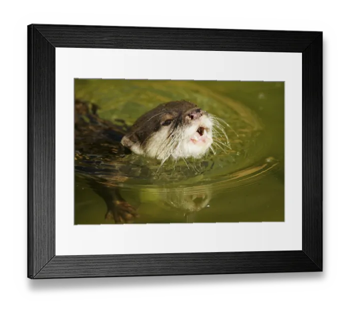 Framed Print : Oriental small-clawed otter (Amblonyx cinereus)