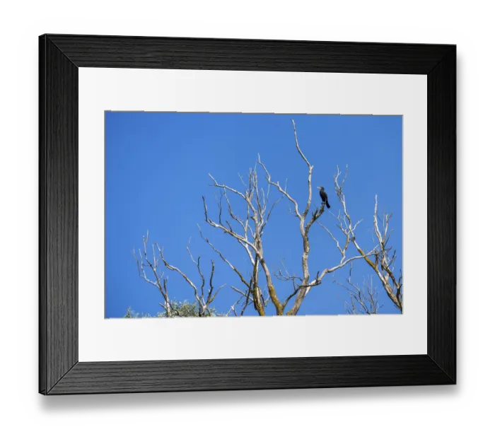 Framed Print : Great Cormorant (phalacrocorax carbo) perched in a tree in the Danube Delta Framed Print : Great Cormorant (phalacrocorax carbo) perched in a tree in the Danube Delta