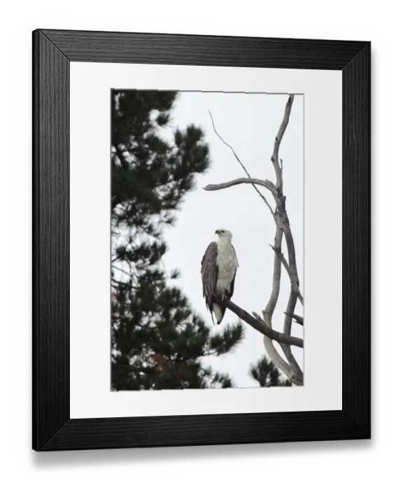 Framed Print : White-bellied sea eagle (Haliaeetus leucogaster) perches on a tree on the shore of Lake King in Lakes Entrance Framed Print : White-bellied sea eagle (Haliaeetus leucogaster) perches on a tree on the shore of Lake King in Lakes Entrance