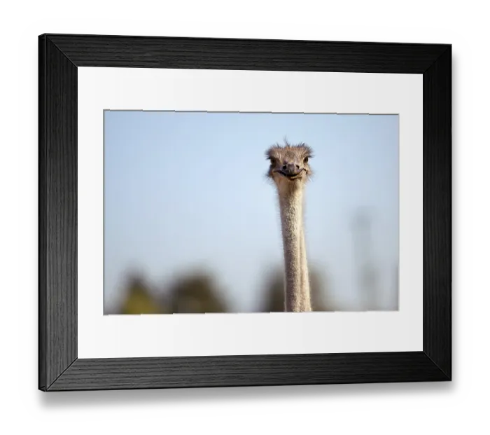 Framed Print : Ostriches on a German ostrich farm in autumn