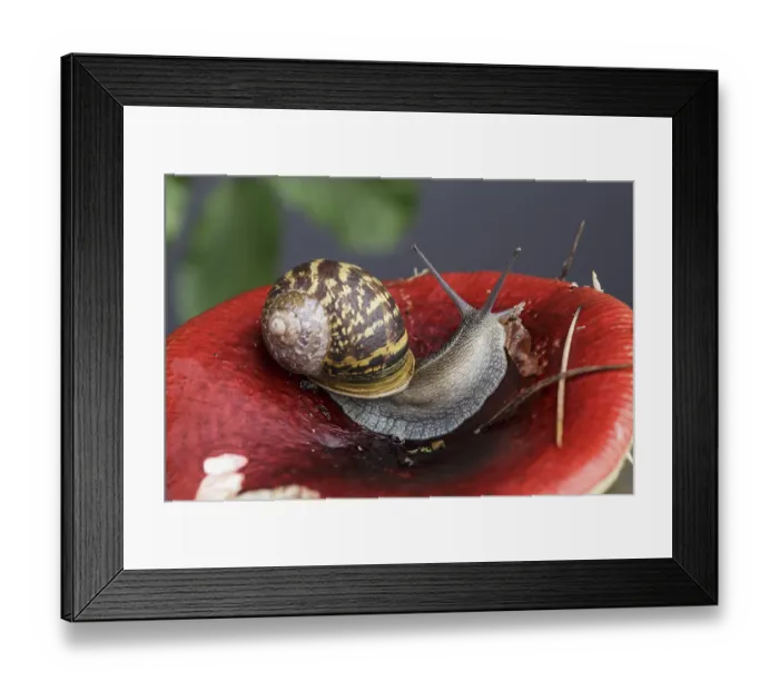 Framed Print : Autumn picture with snail on forest mushroom with moss and leaves
