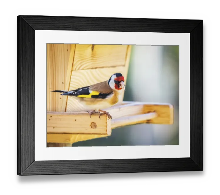 Framed Print : Goldfinch on a birdfeeder Framed Print : Goldfinch on a birdfeeder