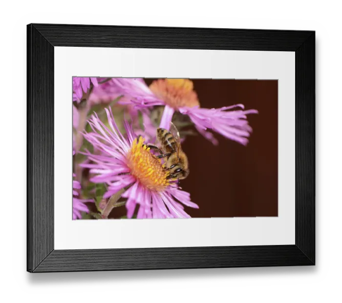 Framed Print : Bee collectin pollen on a pink aster flower Framed Print : Bee collectin pollen on a pink aster flower