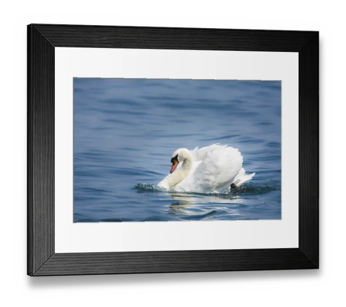 Framed Print : White swan (cygnus olor) swimming in the water Framed Print : White swan (cygnus olor) swimming in the water