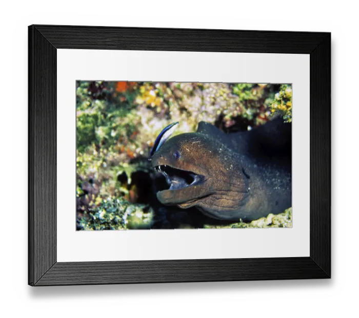 Framed Print : Giant Moray moray eel with cleaner wrasse Framed Print : Giant Moray moray eel with cleaner wrasse