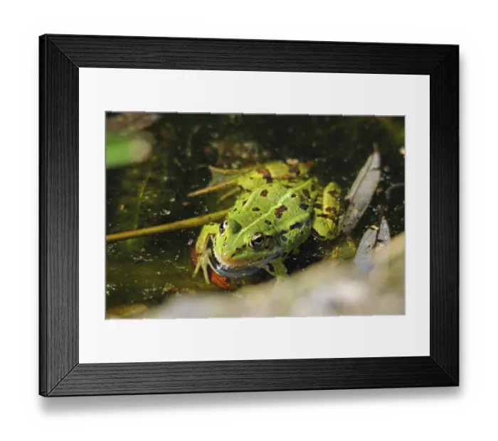 Framed Print : Water frog on the water surface