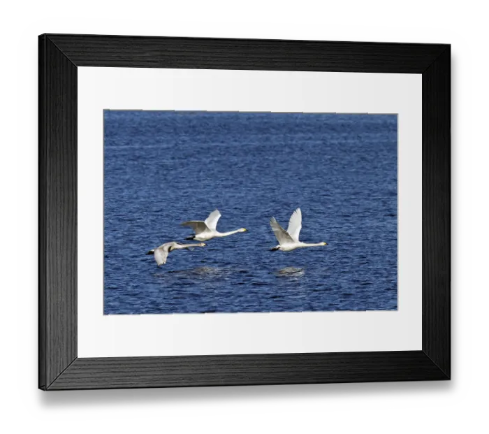 Framed Print : Whooper Swan, the young birds are only able to fly after 120