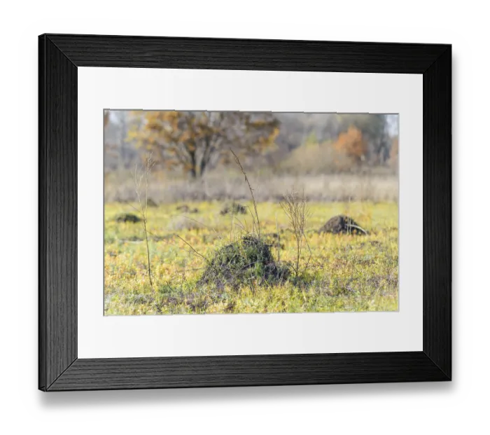 Framed Print : Clod of earth called molehill, caused by a mole