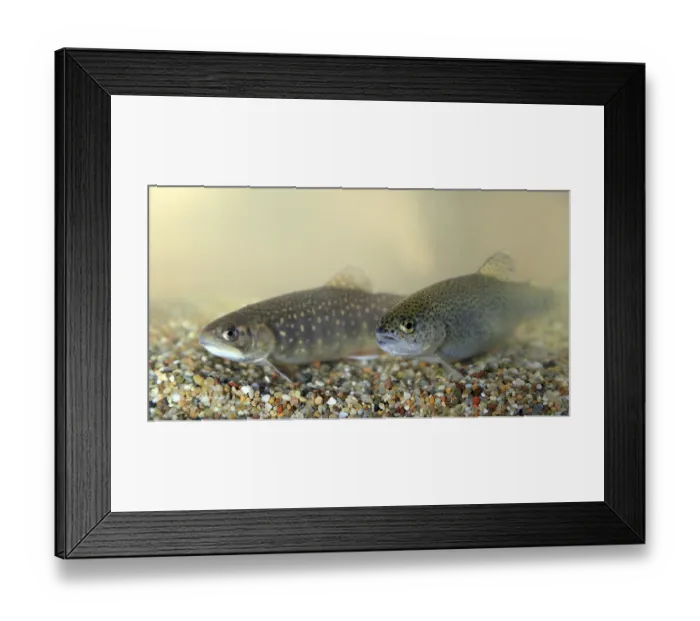 Framed Print : Brook trout (Salvelinus fontinalis) and rainbow trout (Oncorhynchus mykiss)