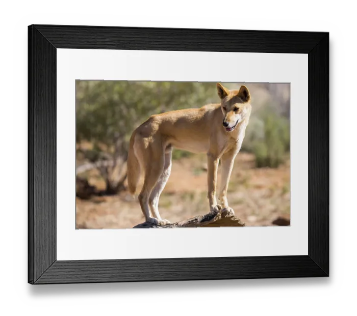 Framed Print : An alert wild dingo near Alice Springs