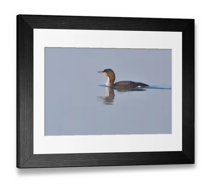 Framed Print : Black-throated loon in winter in saxon