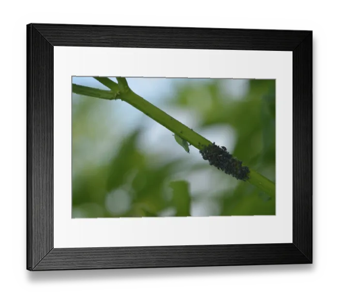 Framed Print : Aphidoidea, Aphid on a leaf. Aphids on a stalk