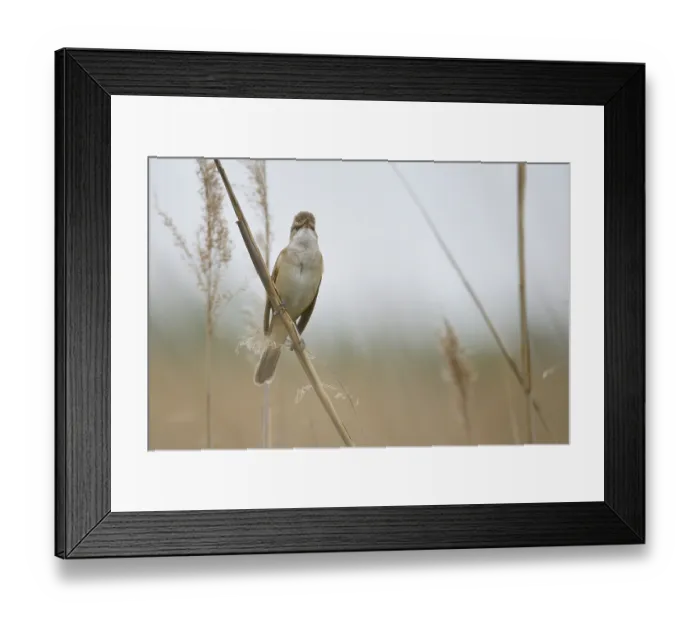Framed Print : Great reed warbler (Acrocephalus arundinaceus) in spring