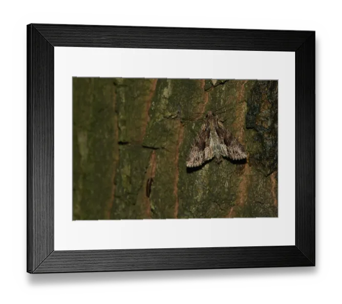 Framed Print : Apamea monoglypha, the dark arches on a tree in the night Framed Print : Apamea monoglypha, the dark arches on a tree in the night