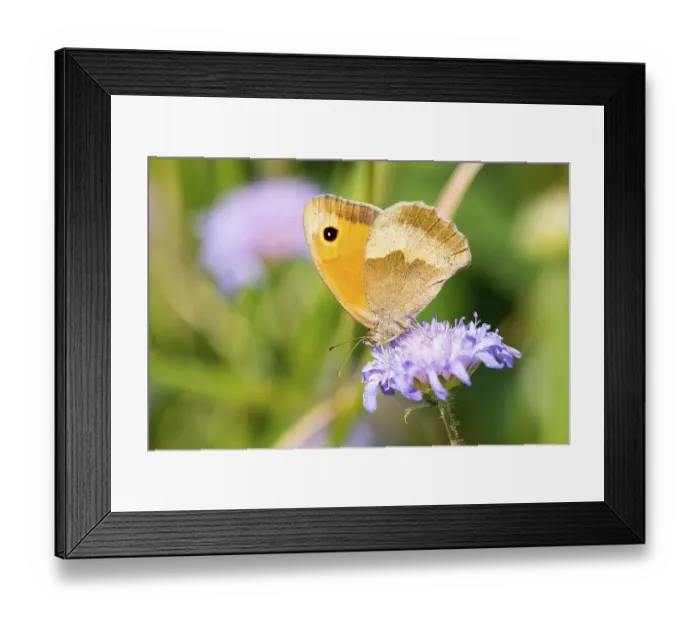Framed Print : Grosses Ochsenauge (Maniola jurtina)